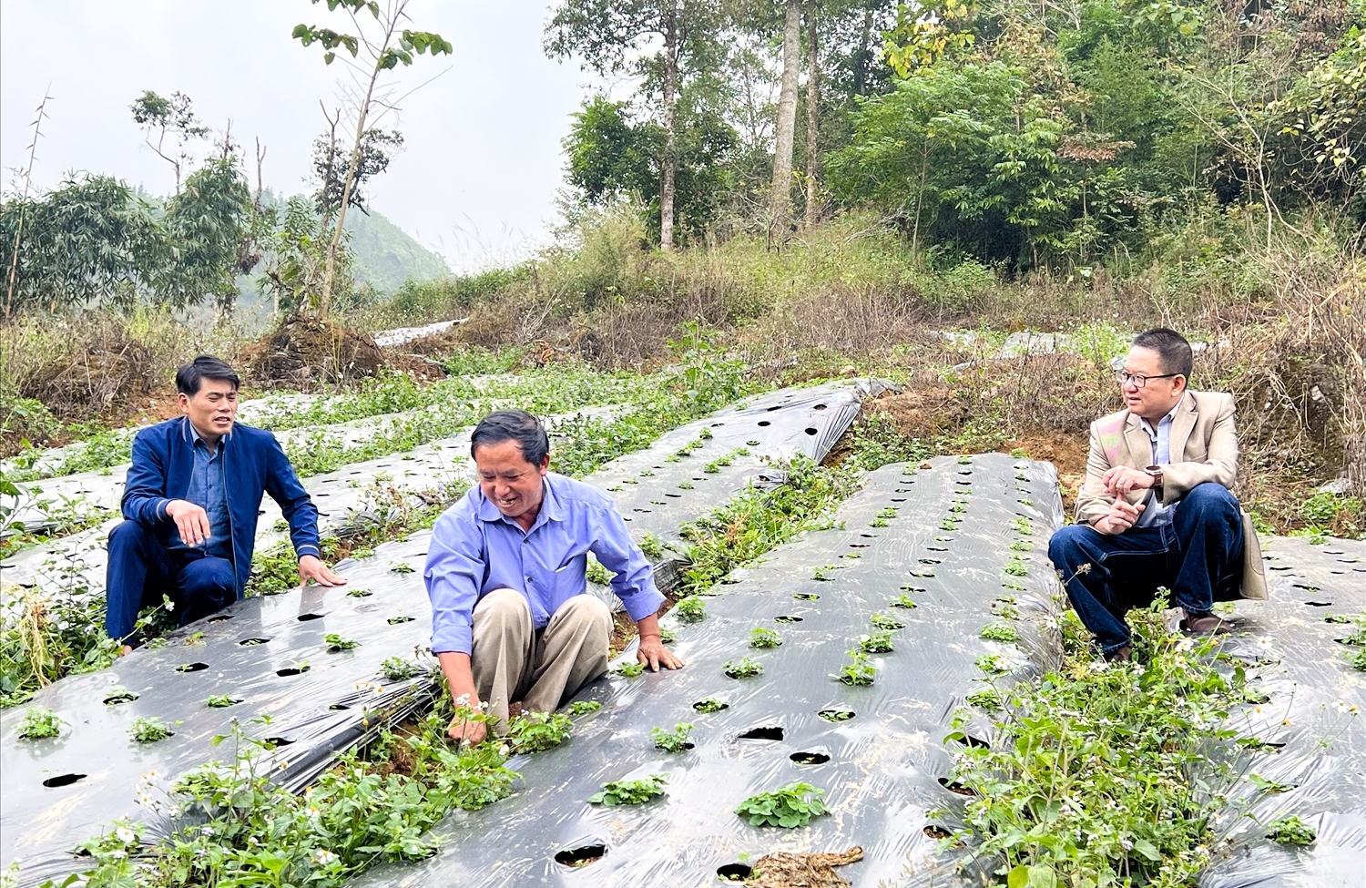 Bí mật thành phần An Cung Ngưu Hoàng Hoàn Kwangdong Hàn Quốc – Tinh hoa phục hồi tuần hoàn não